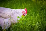 Chicken eating grass