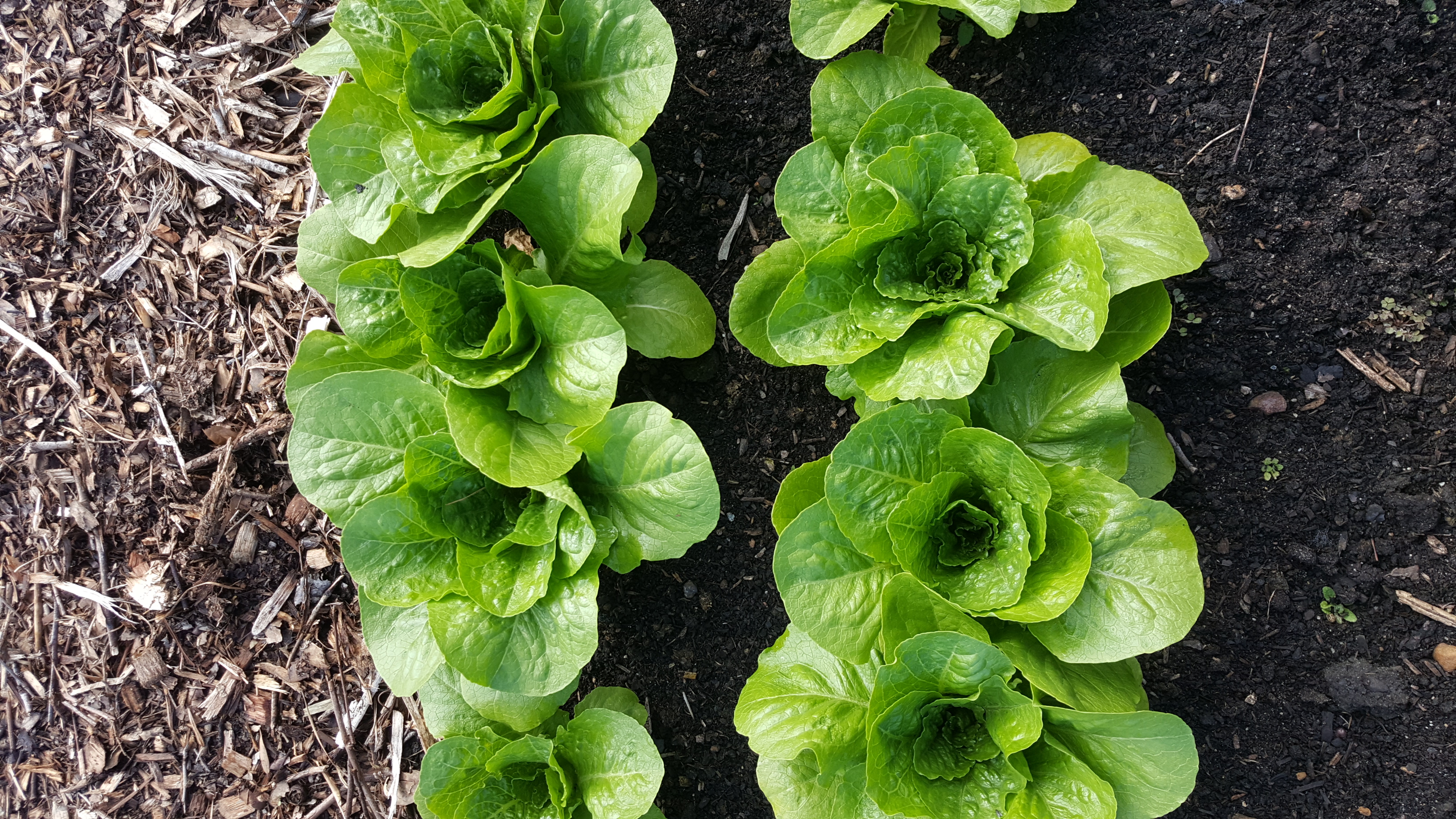 lettuce from our garden