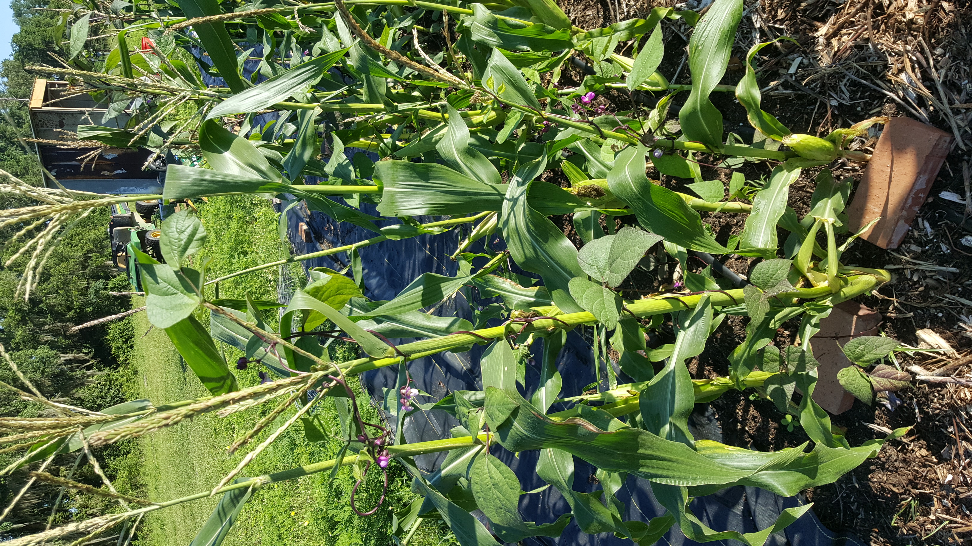 corn we planted