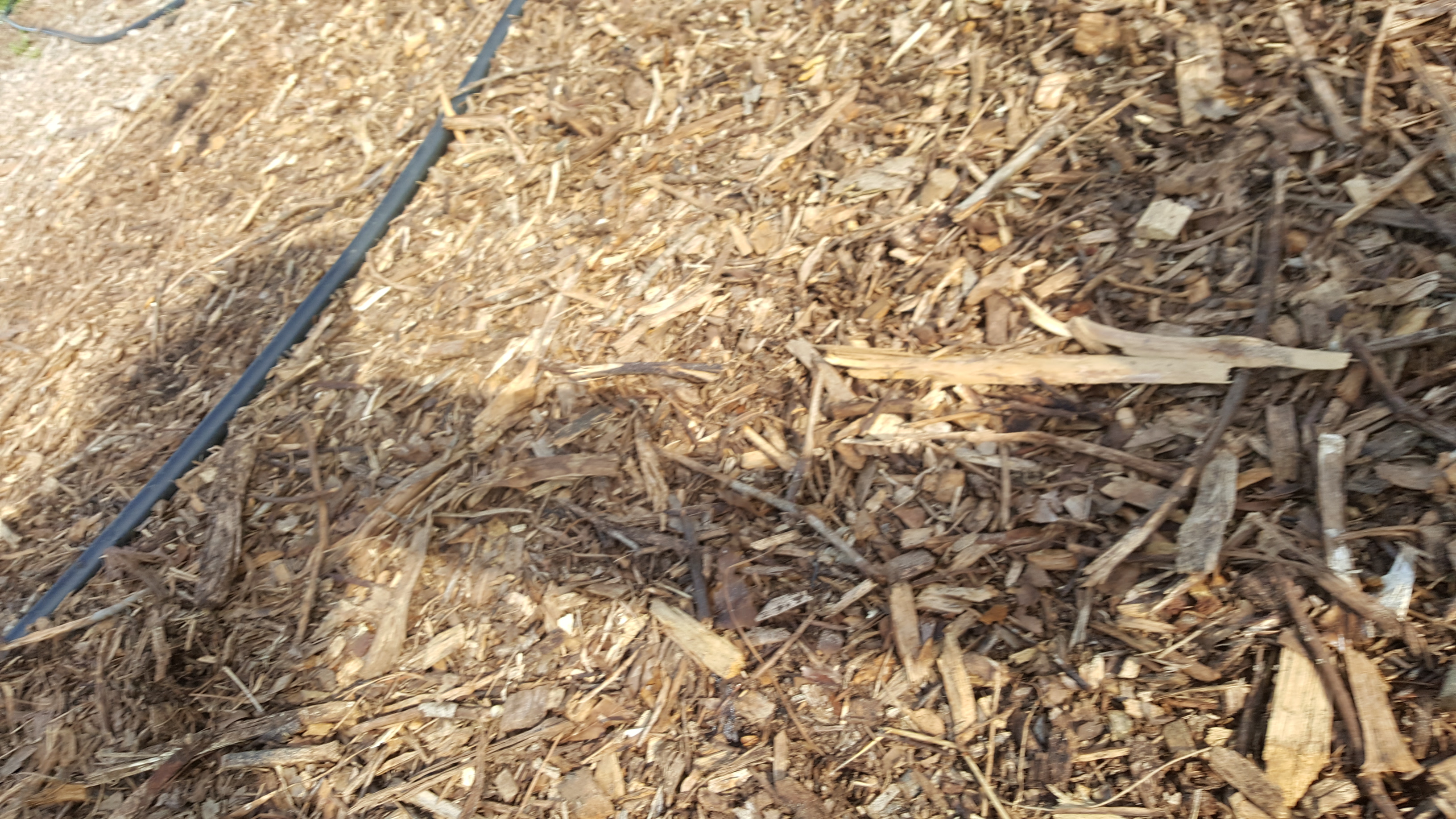 Older wood chips.