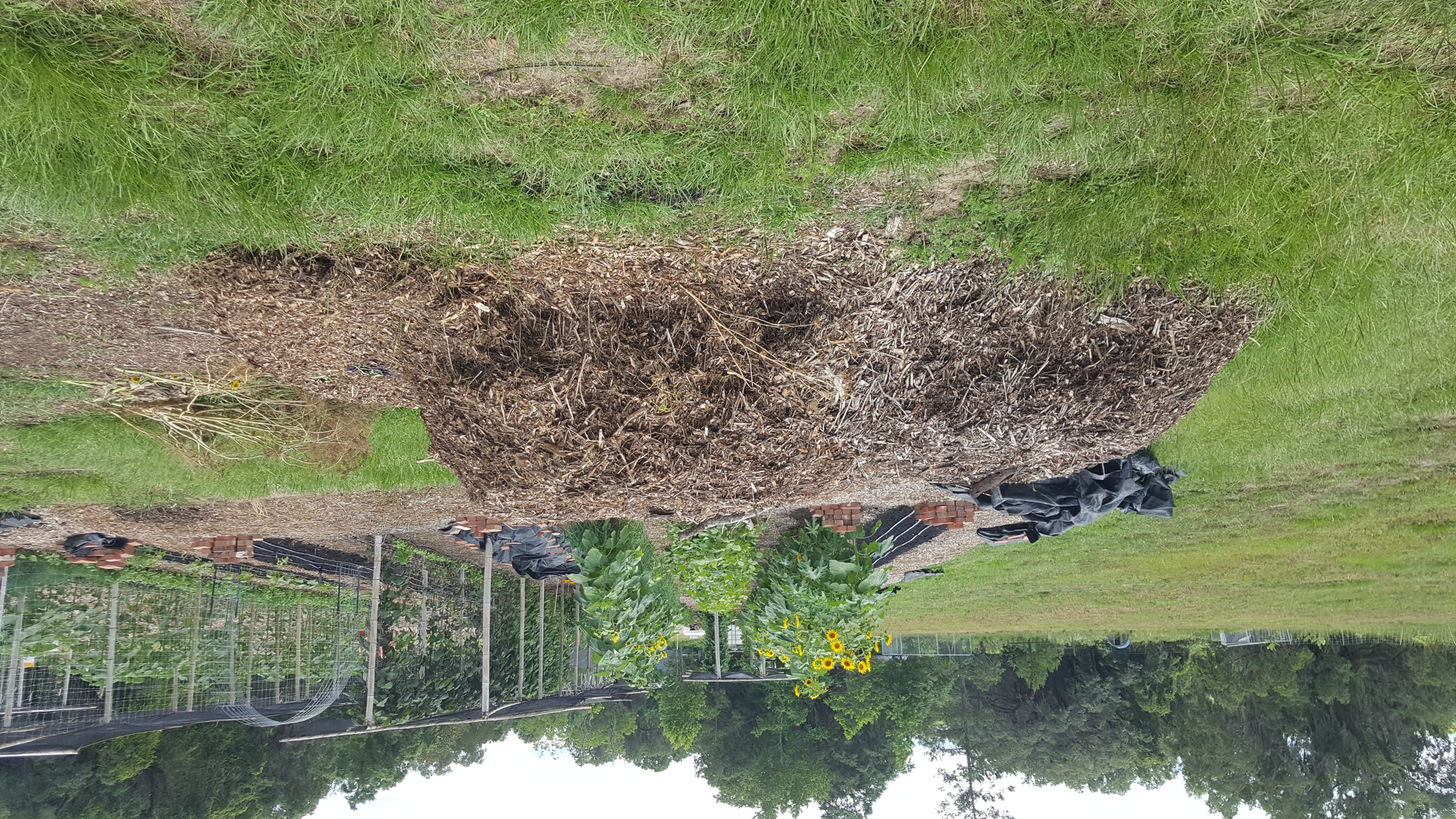 Garden refuse compost pile.