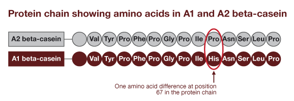 A1 and A2 beta casein difference.