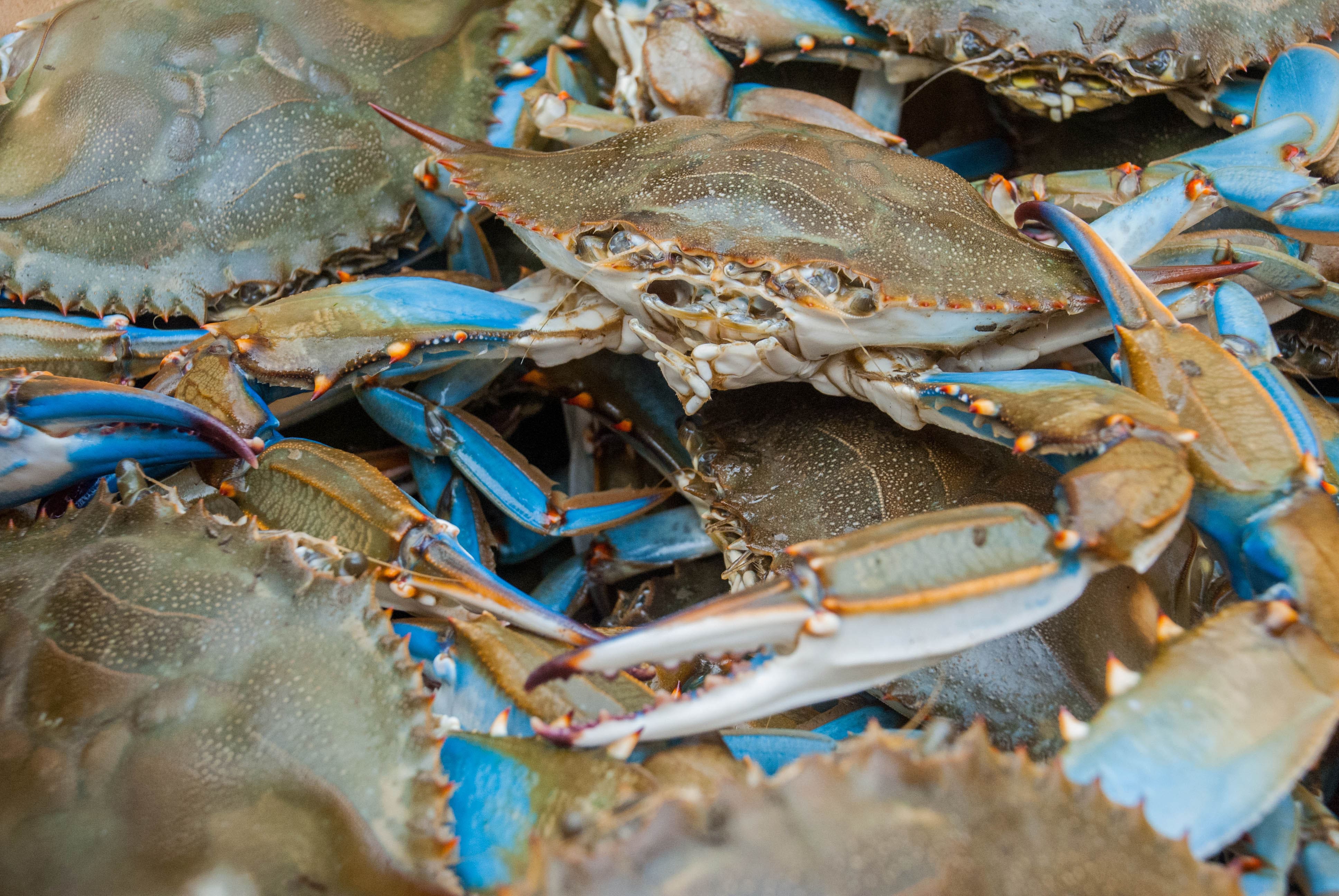 Blue crabs contain calcium.