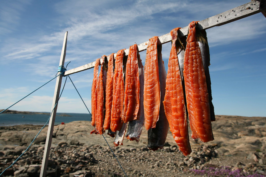 Inuit traditional method of drying raw fish using its enzymes.