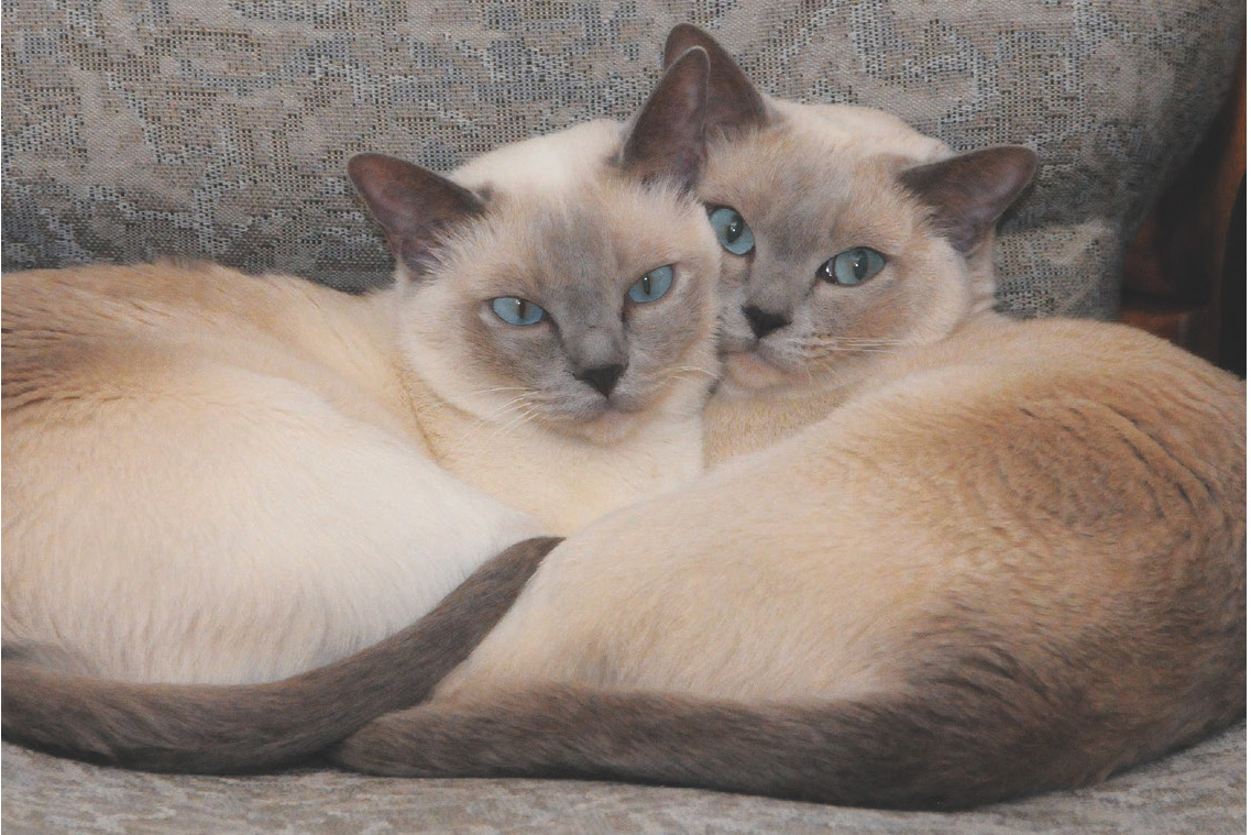 Healthy Pottenger cats