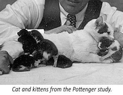 Pottenger cat with healthy litter.