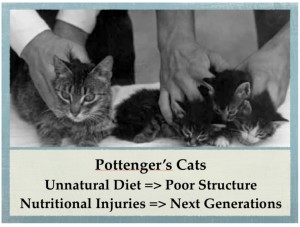 Pottenger's cooked food cat and kittens photo.