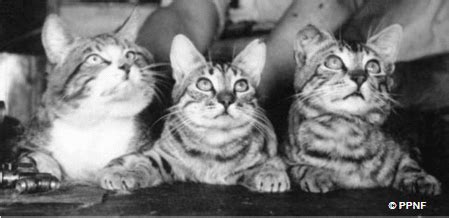 Pottenger's cat photograph.