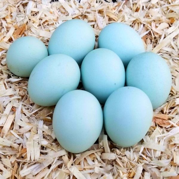 Ameraucana blue eggs. Ameraucana blue eggs.