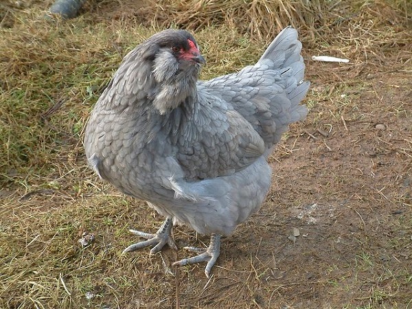 Ameraucana chicken. Ameraucana chicken.