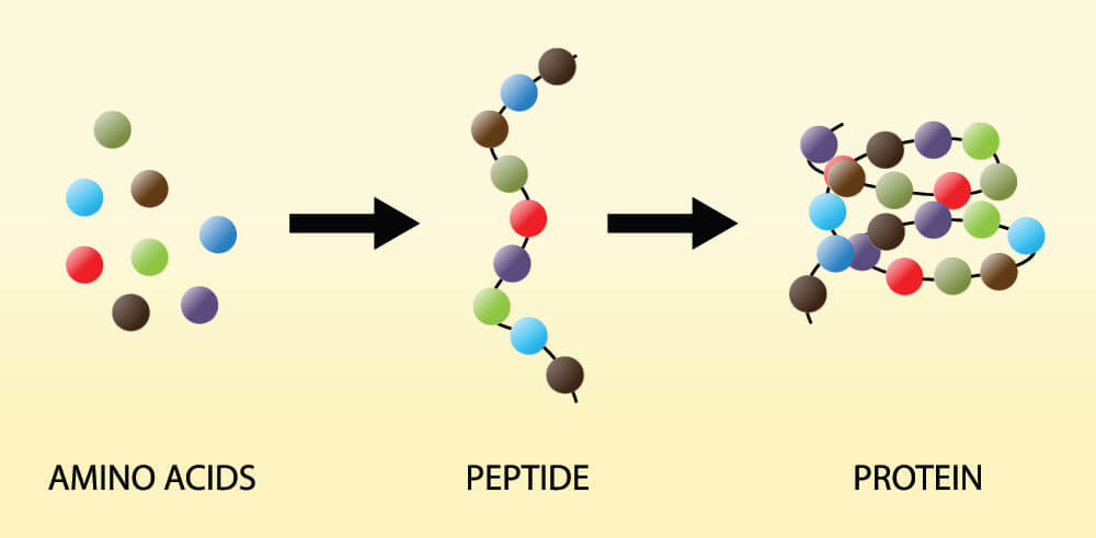 Sequence of making a protein.