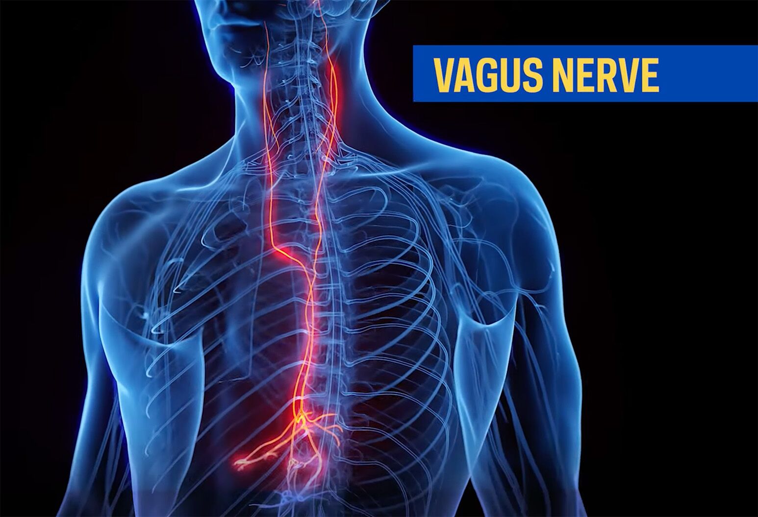 The vagus nerve is used to transport deuterium in the body. The vagus nerve is used to transport deuterium in the body.
