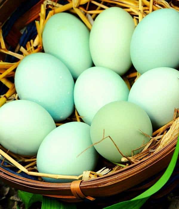 Araucana chicken eggs. Araucana chicken eggs.