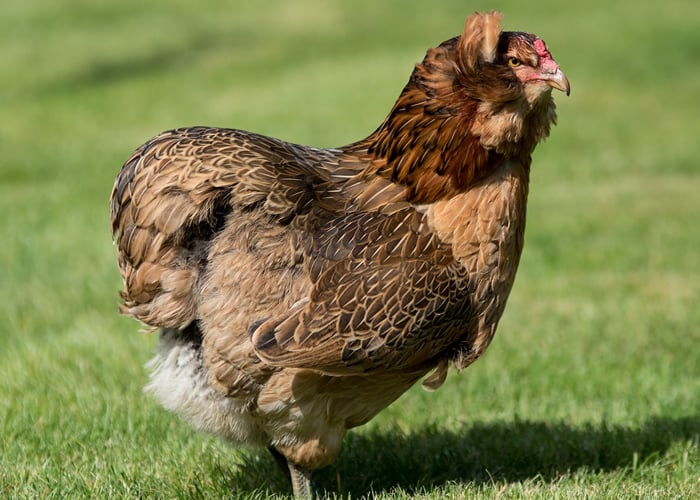Araucana chicken breed. Araucana chicken breed.