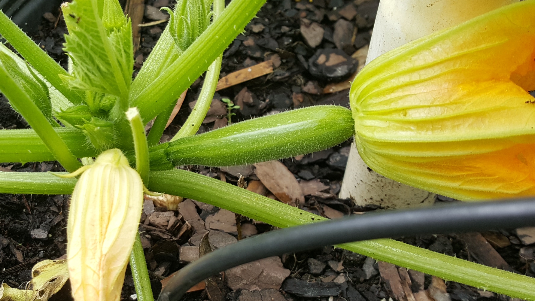 A young zucchini plant that appears to be receiving enough phosphorus.