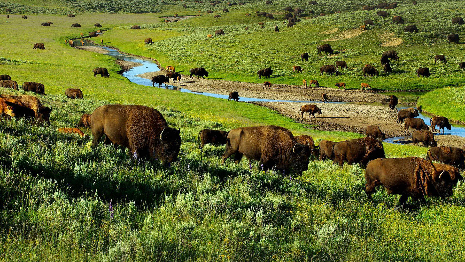 Bison on the prairie.