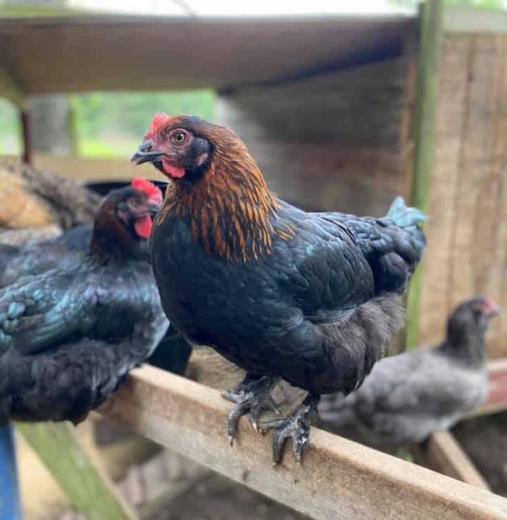 Black Copper Maran in a chicken coop. Black Copper Maran in a chicken coop.