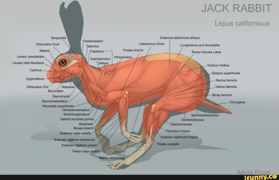 Focusing on too much protein or lean meats can lead to rabbit starvation. Focusing on too much protein or lean meats can lead to rabbit starvation.