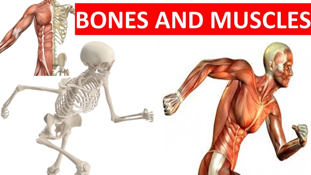 Human bones and muscles.