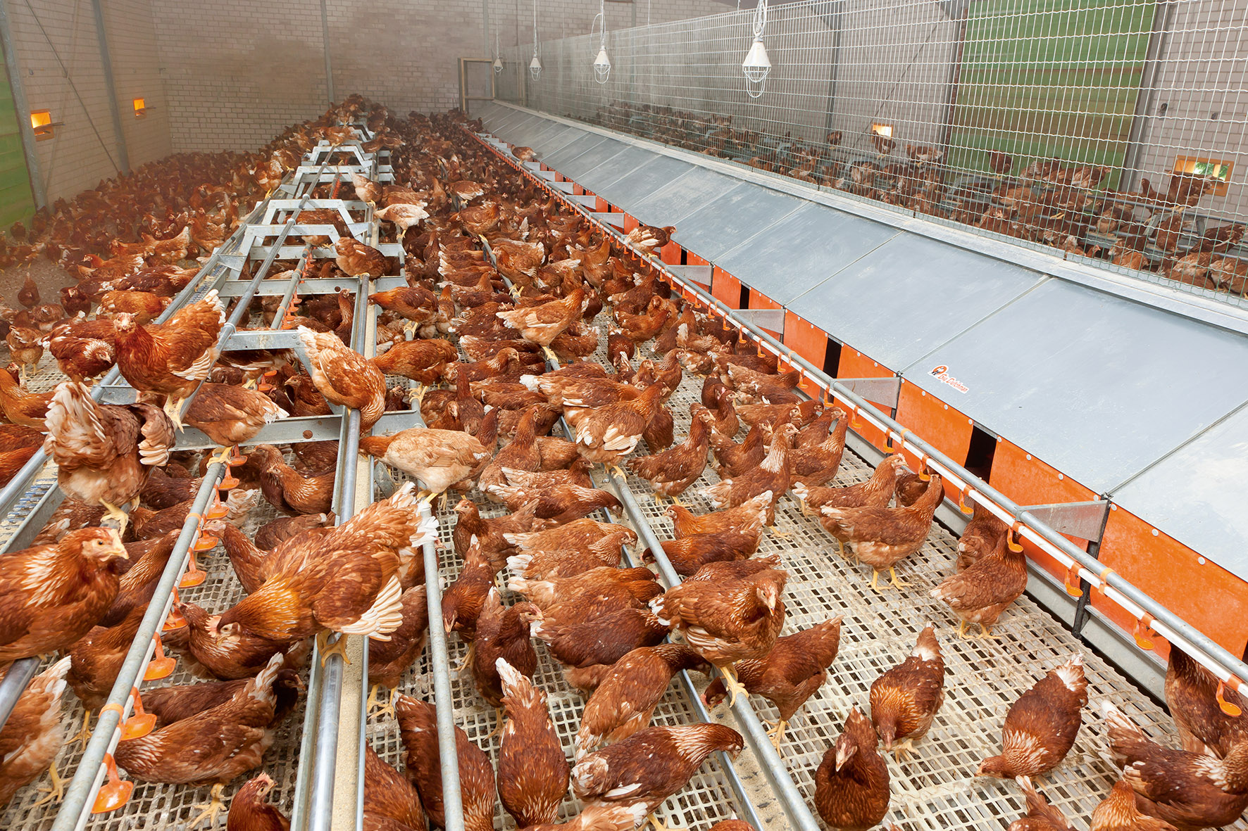 Cage free chicken house. Cage free chicken house.