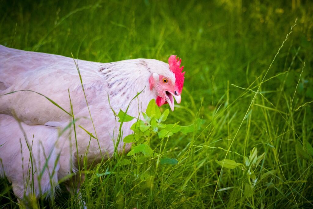 Chicken eating grass and weeds.