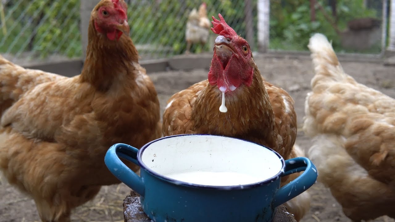 Chickens drinking raw milk.