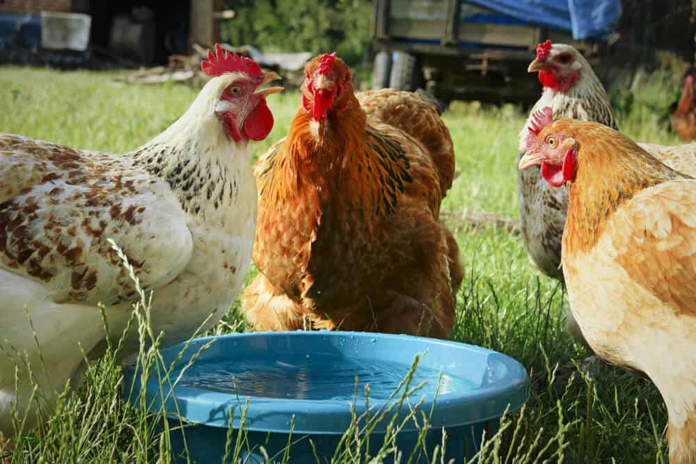 Chickens outside drinking water.