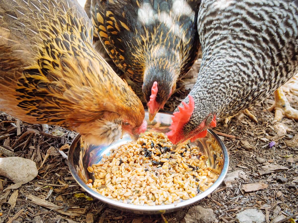 Chickens eating fermented feed.