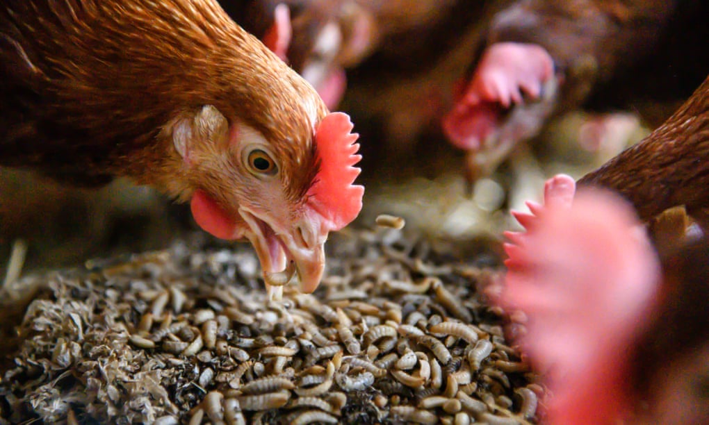 Chickens eating larvae.