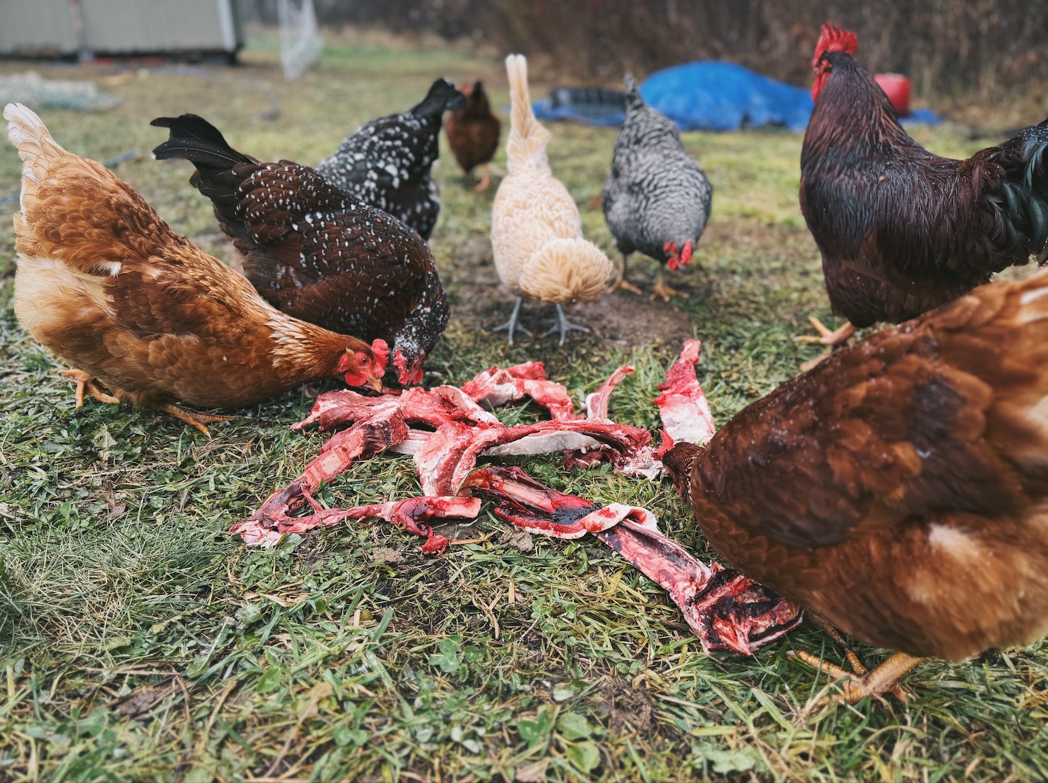 Chickens eating raw meat scraps.