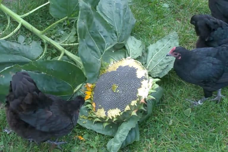 Chickens eating sunflower seeds which have vitamin E.