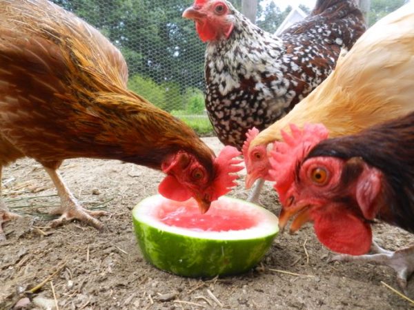 Chickens eating fruit.