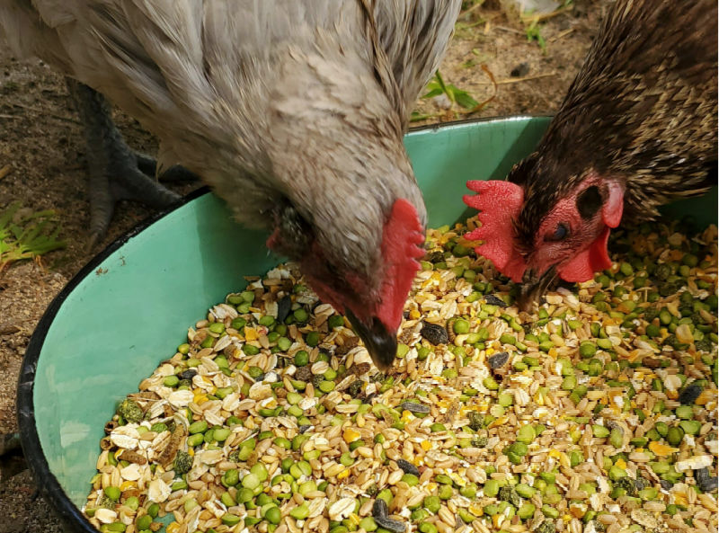 Chickens eating whole grain feed.