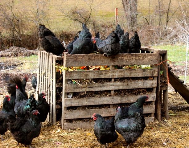 Chickens in a compost pile.