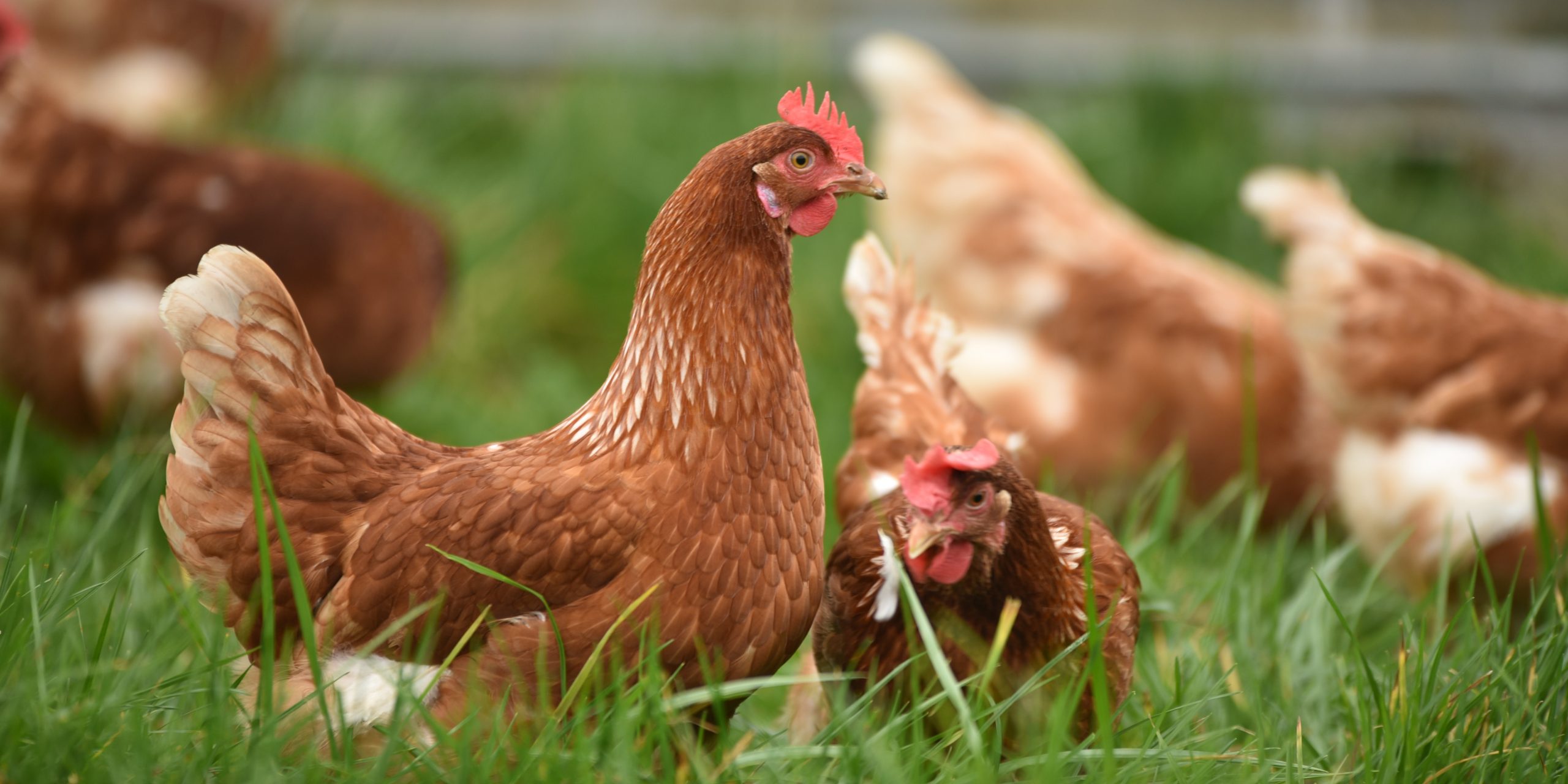 Chickens being raised on pasture.