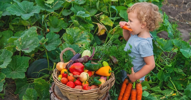 Child getting whole vitamin complexes from a garden.