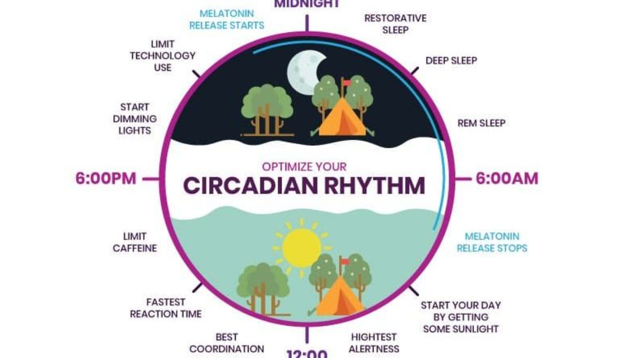 Your circadian rhythm clock.