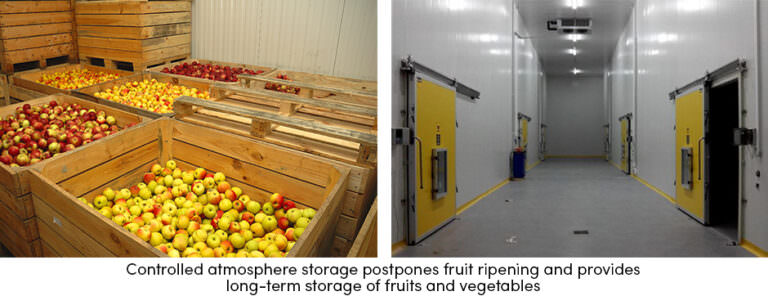 Long term storage area of fruits and vegetables.