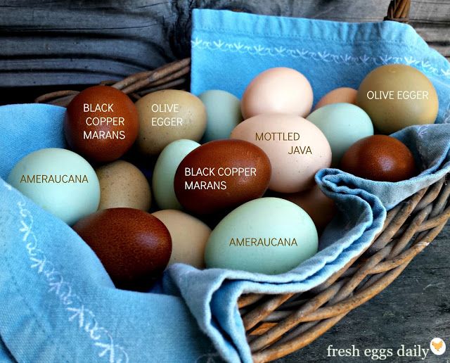 Different colored eggs from different chicken breeds.