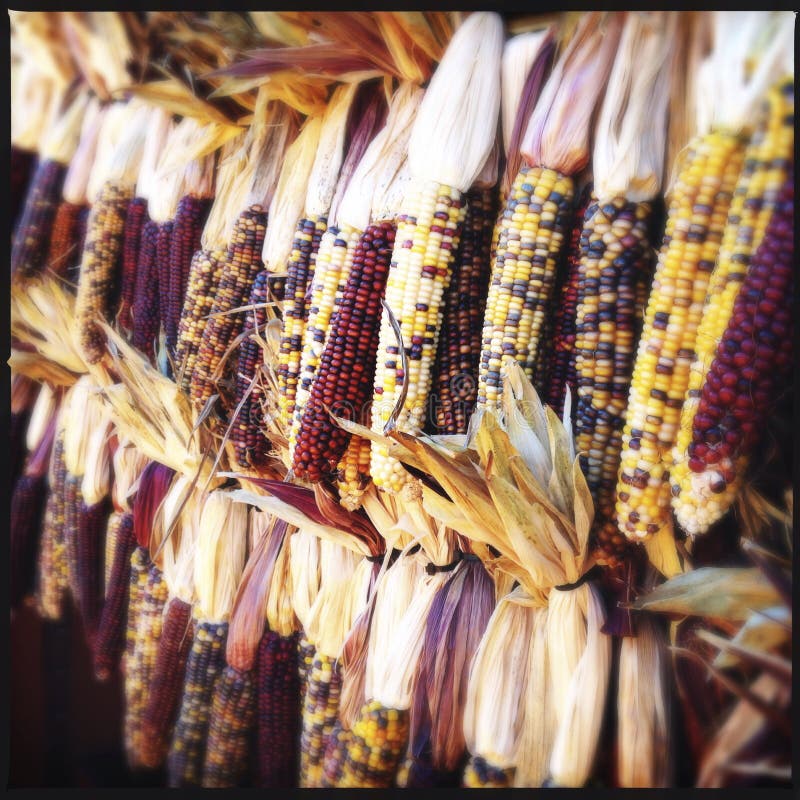 Colorful maize.