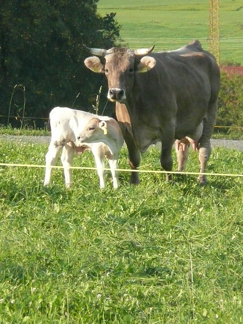 With rotational grazing, cows can be easily moved using electrical fencing.