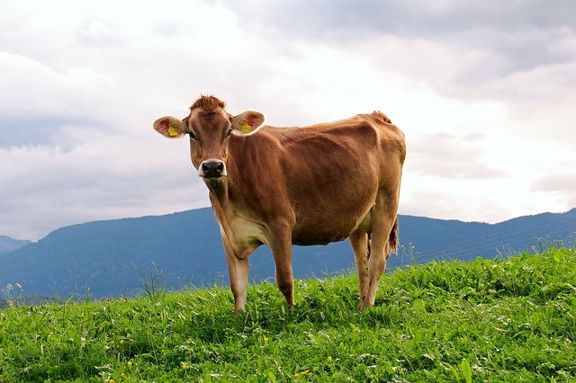 A Jersey cow which on a lush green pasture.