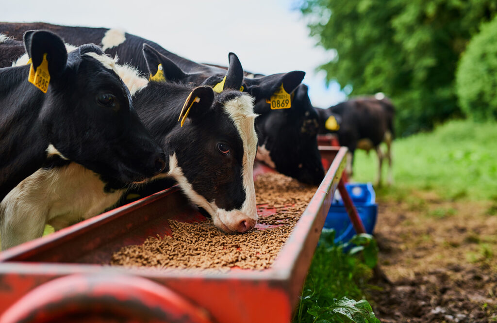 Cows eating soybean meal.