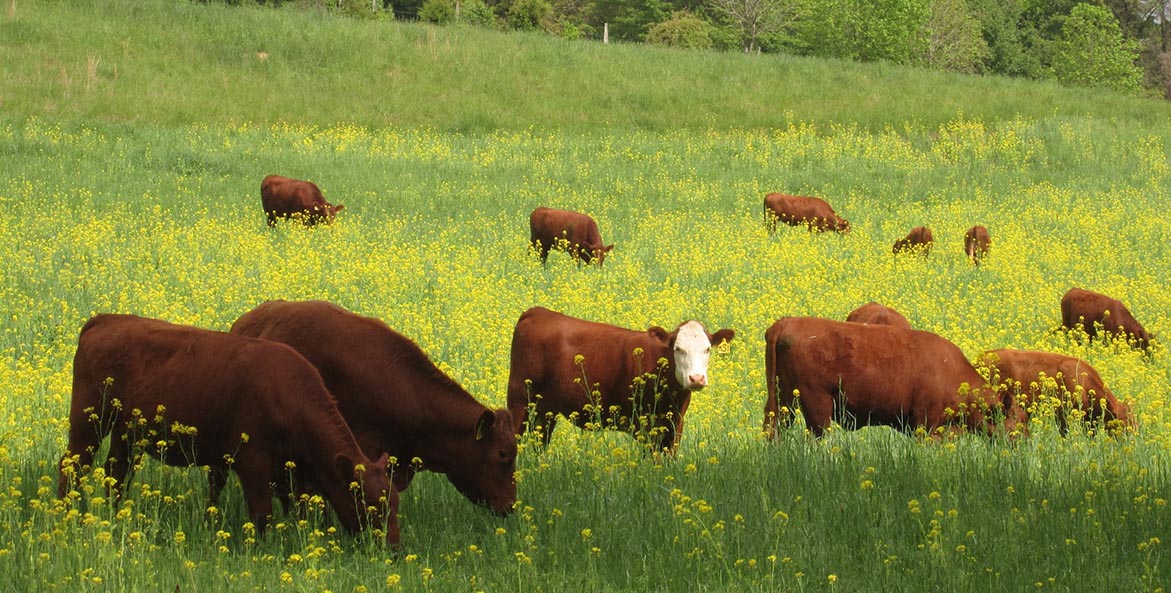 Cows on regenerative pasture eating grass.