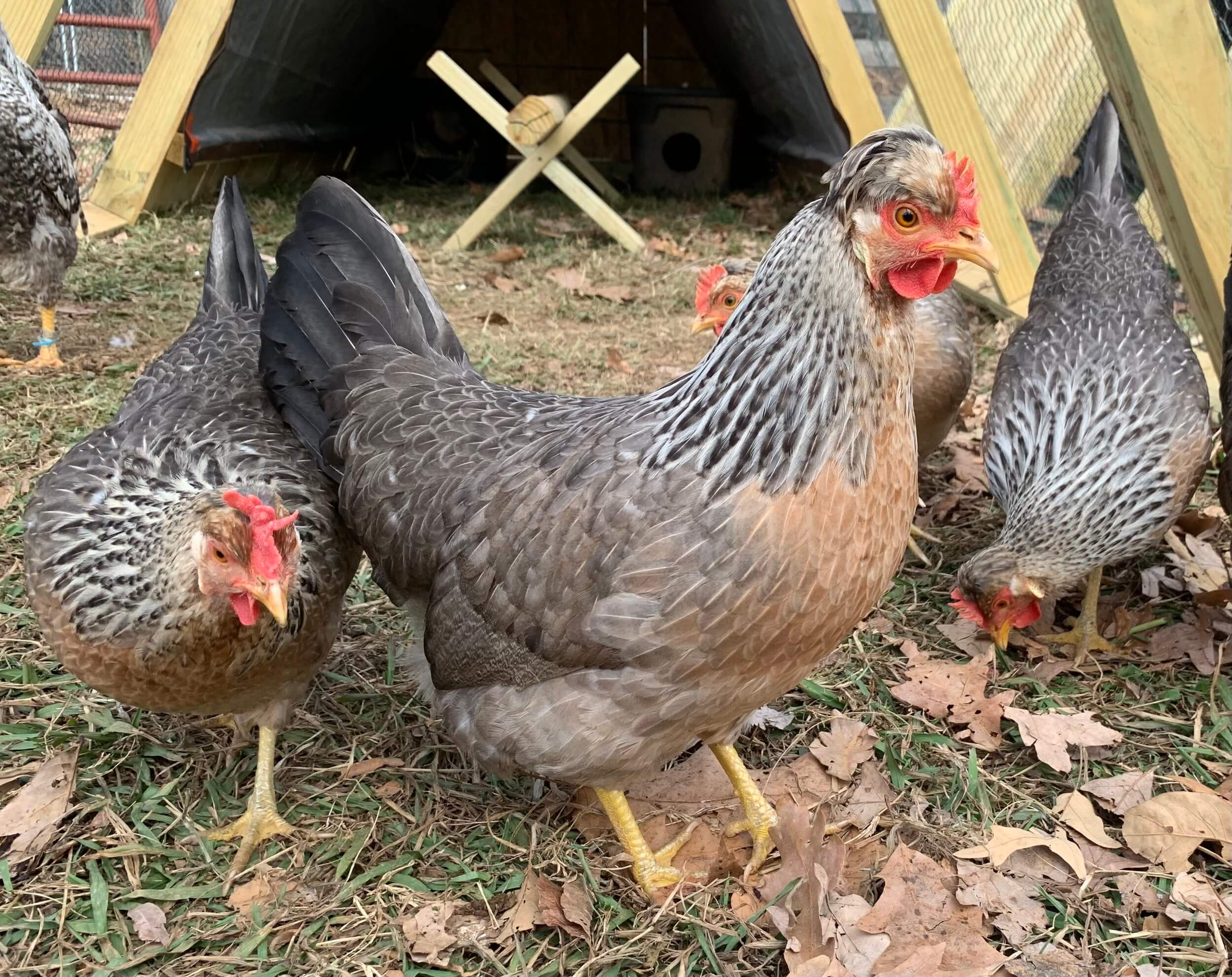 Cream Legbar chicken breed. Cream Legbar chicken breed.