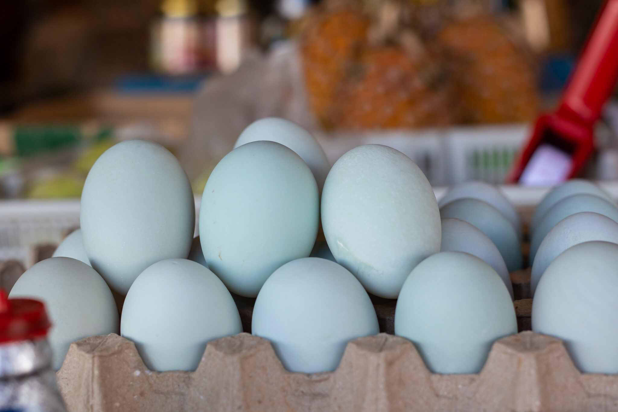 Cream Legbar pastel blue eggs. Cream Legbar pastel blue eggs.