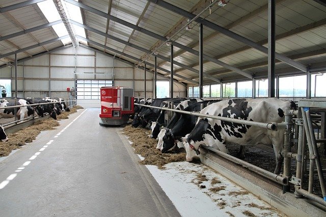 The most popular dairy breed is the Holstein dairy cow.