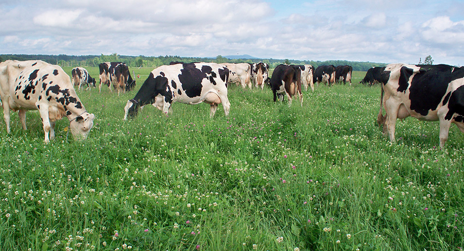 Dairy cows on green pasture.