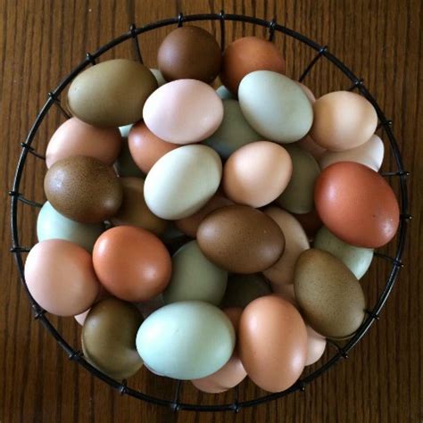 Different colored chicken eggs from chickens that lay colored eggs. Different colored chicken eggs from chickens that lay colored eggs.