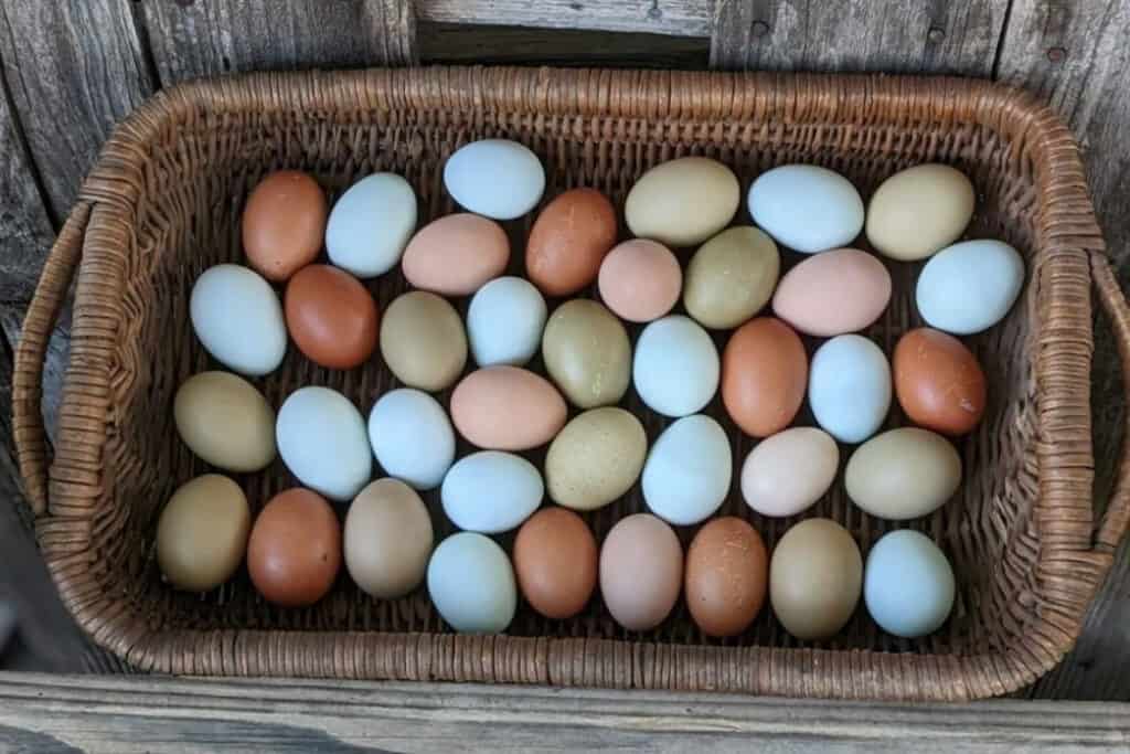 Easter Eggers lay multi-colored eggs. Easter Eggers lay multi-colored eggs.